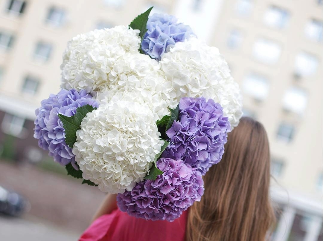 Охапка гортензий