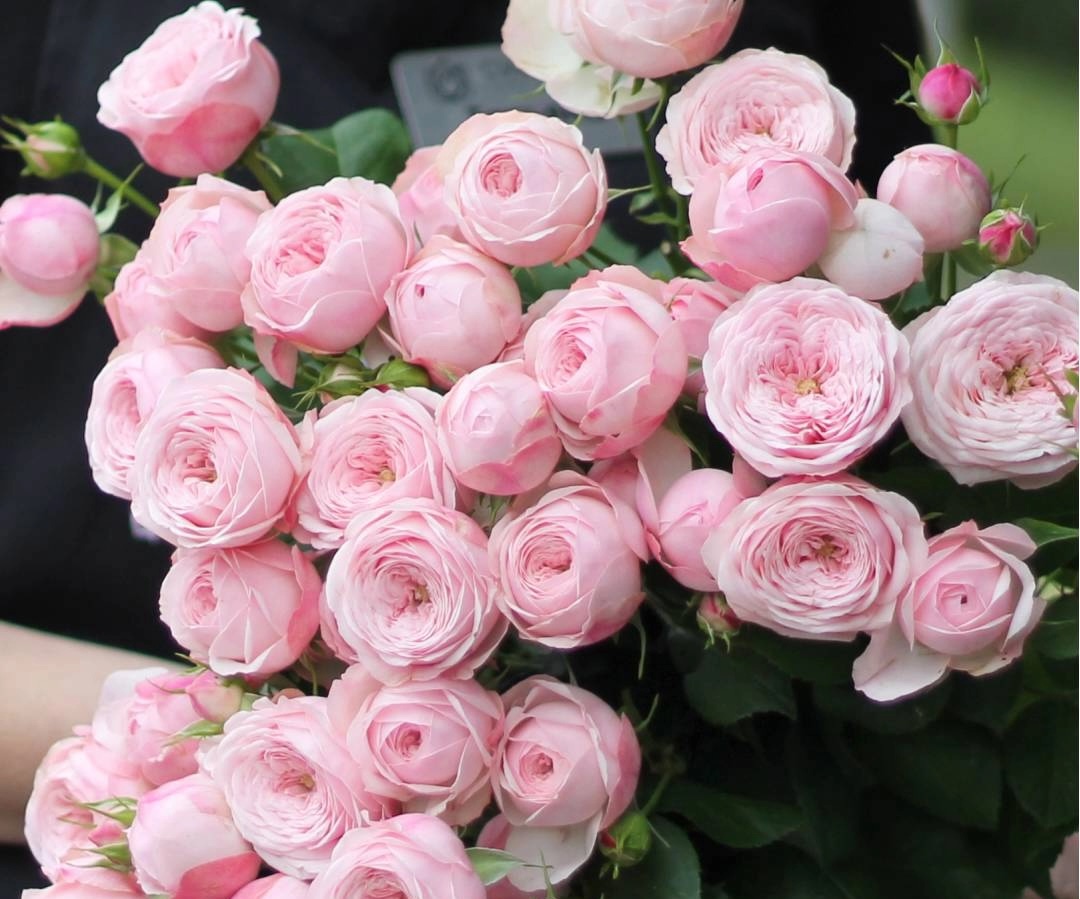 розовые пионовидные розы купить в Минске