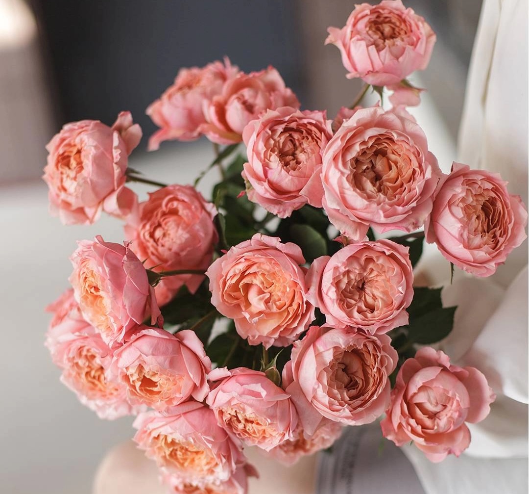 пионовидные розы купить в Минске