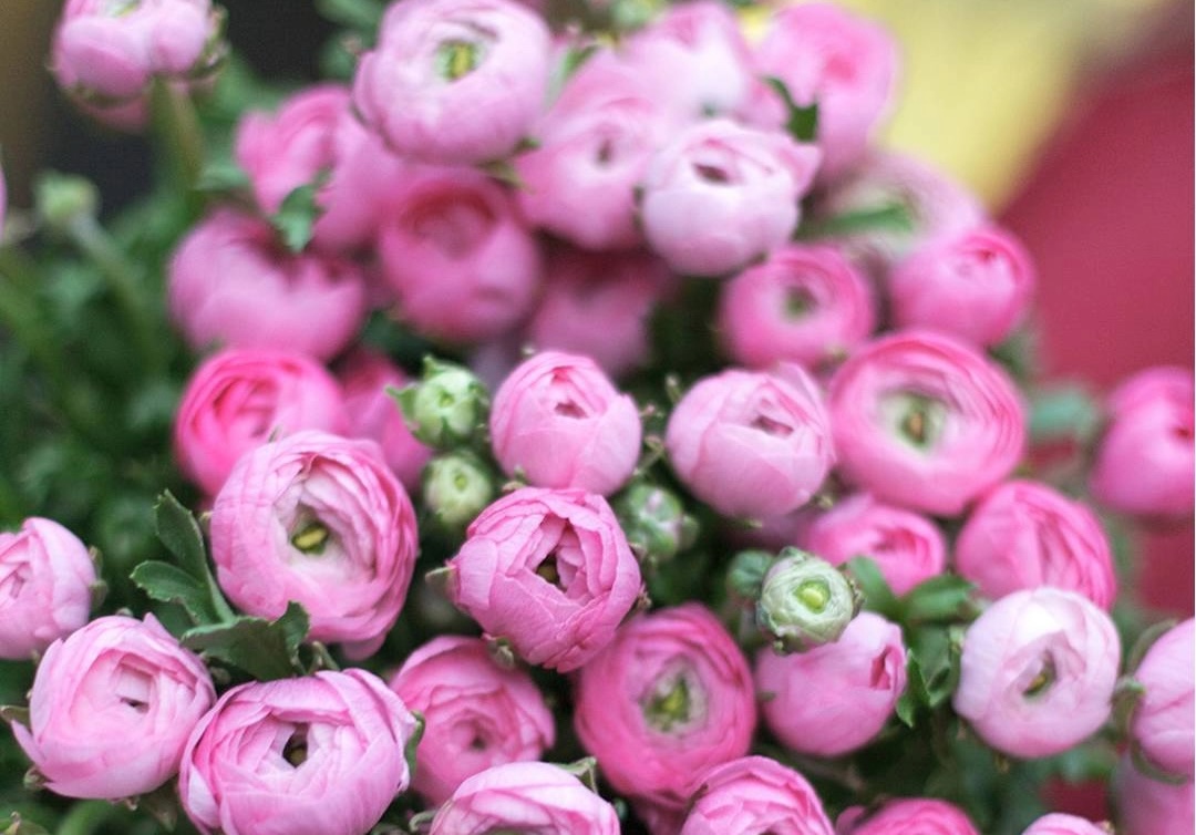 выбор ранункулюсов в Cvetok.by